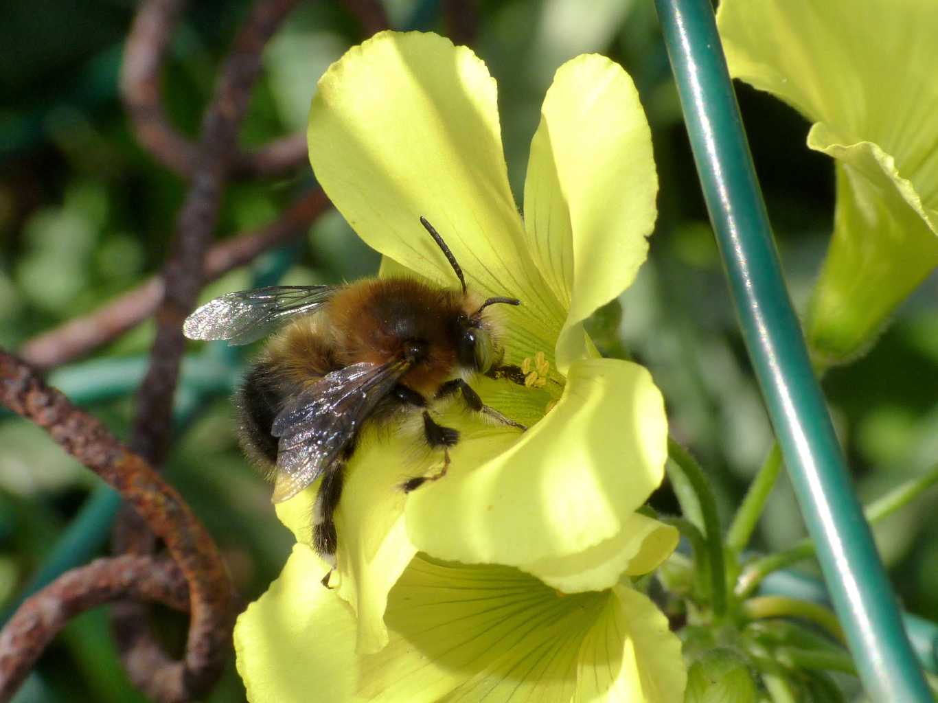 Maschio di Anthophora plumipes